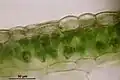 Conocephalum salebrosum, thallus cross section showing photosynthetic cells