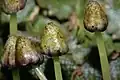 Conocephalum salebrosum, sporophytes (black) hanging beneath the umbrella-shaped, stalked archegoniophores
