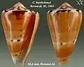 Conus barthelemyi Bernardi, M., 1861