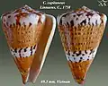 Conus capitaneus Linnaeus, C., 1758