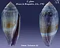 Conus glans Hwass in Bruguière, J.G., 1792