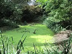 Pond at Coppetts Wood