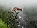 Tree at Mallalli Falls, Hassan, Karnataka