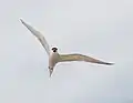 Common tern Sterna hirundo driving intruders away from the nest site