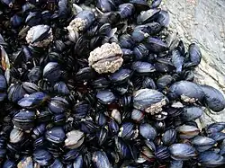 A bed of blue mussels, Mytilus edulis, in the intertidal zone in Cornwall, England