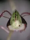 Corybas hypogaeus flower upper view