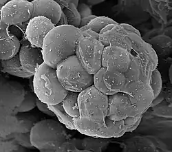 Creolimax fragrantissima