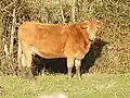 Limousin.