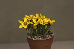 Flowers of Crocus korolkowii