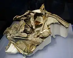 holotype skull as preserved