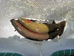 Two cutthroat trout in breeding colors in a net in the SNRA