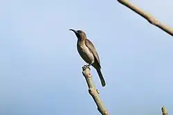 brownish sunbird with dark throat and pale grey underparts