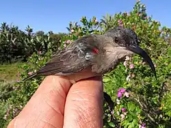 grey sunbird with pale throat and small red patch on shoulders held in hand