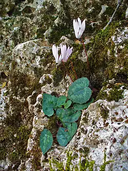 C.&nbsp;creticum