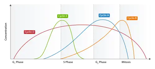 Expression of human cyclins through the cell cycle