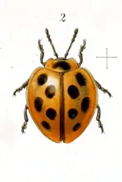 Cyclotoma cingalensis