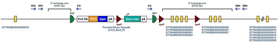 Molecular structure of Cyp4b1 region with inserted mutation sequence