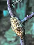 Flamingo Tongue shell on a Sea Fan