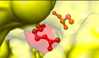Figure 3. Close-up view of the unbound active site. Arg (603) is believed to recharge the catalytic Cys (600) once ubiquitin has been transferred to the E2 enzyme.