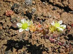 Plant flowers and fruits, before going dormant for the rest of the year.