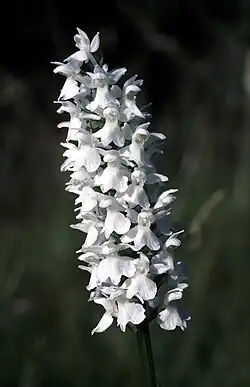 D. maculata subsp. fuchsii okellyi