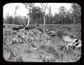 Dairy farming in the Gloucester Valley, 1908. Photo courtesy of the NSW State Records Authority.