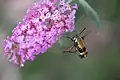 A snowberry clearwing moth carrying pollen on its proboscis while hovering at a Buddleja blossom