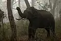 Asian elephants has found a refuge in the Meghalaya subtropical forests