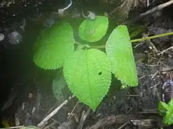 Seedling growing beside Babinda Creek
