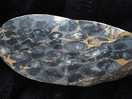 Stylolites affecting deformed coral limestone from Devon, England