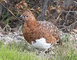 Willow ptarmigan