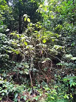 Mature shrub around 3 metres tall