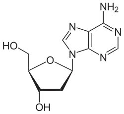 Skeletal formula of deoxyadenosine