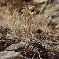Flowering in habitat, Henry W. Coe State Park
