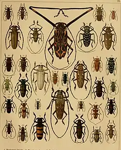 An image of Cerambycidae beetles