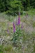 Common foxglove, Le Tholy.
