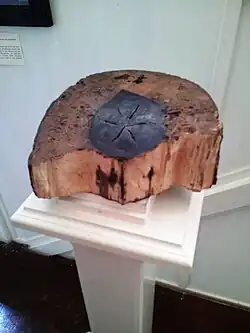 Dissection of Diospyros egrettarum trunk showing the valuable hard, black core.