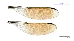 Male wings