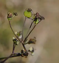 Diposis saniculaefolia