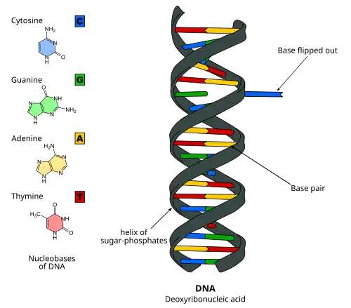 Cartoon of DNA with a base flipped out