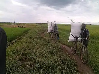 Two men stand with their bicycles in a field. A large white bag full of just-harvested rice sits atop the bicycle seat.