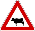 Cows on road ahead
