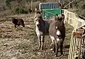 Donkeys near Great South Tolgus Mine
