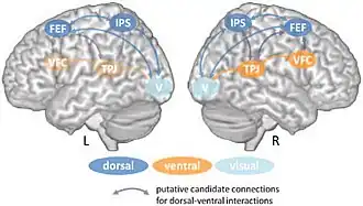 Dorsal and ventral attention systems