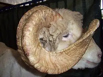 head of a sheep with curved horn and pink nose