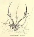 Axis deer, Trophy Antlers...279