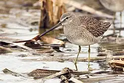 Long-billed dowitcher