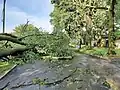 Downed trees on Adirondack Drive, Kenson Park (Ottawa)