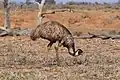 Emu in South Australia