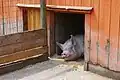 Pig at the Pig Barn
